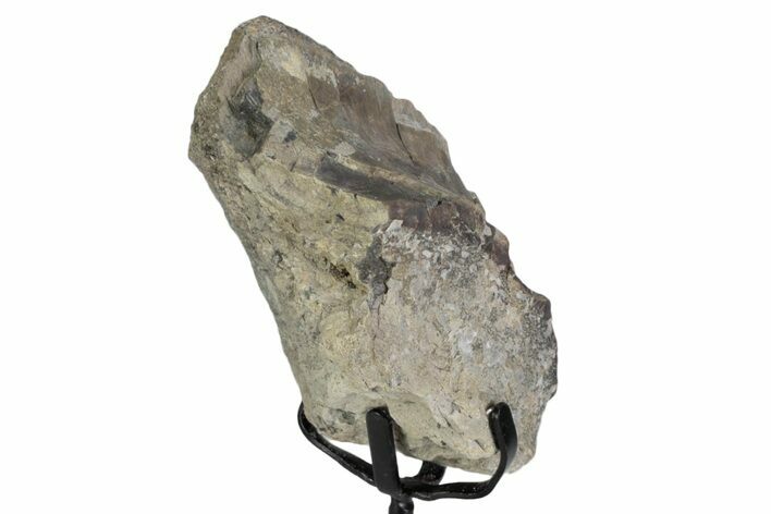 Fossil Theropod Vertebra Section w/ Metal Stand - Colorado #383254
